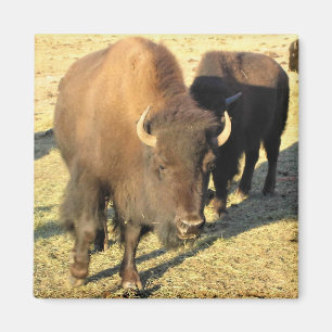 Aimant Bison dans le Colorado