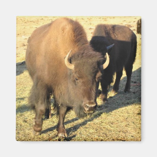 Aimant Bison dans le Colorado (Devant)