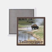 Aimant Bison dans le parc national de Yellowstone (Recto/Verso)