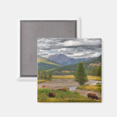 Aimant Bison de Yellowstone (Recto/Verso)
