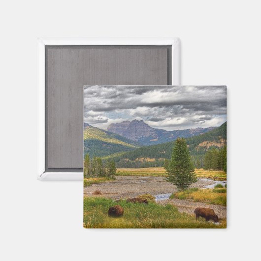 Aimant Bison de Yellowstone (Recto/Verso)