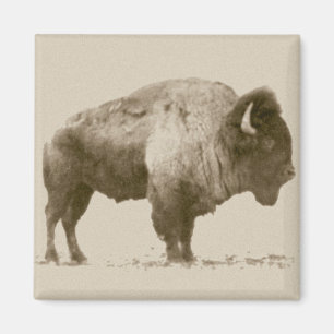 Aimant Bison des plaines