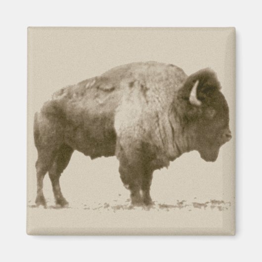 Aimant Bison des plaines (Devant)