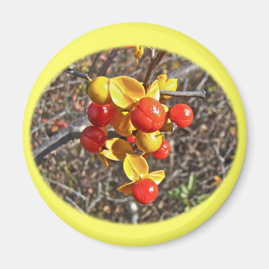 Aimant Bitsweet Vine Berries Produits (Devant)