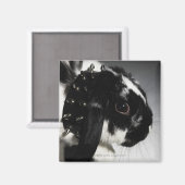 Aimant Black and white rabbit with Étudiant ded collar (Recto/Verso)