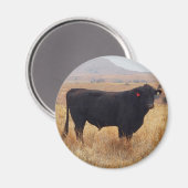 Aimant Black Angus Steer Grazing (Recto/Verso)