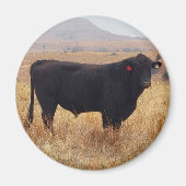 Aimant Black Angus Steer Grazing (Devant)