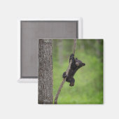 Aimant Black Bear Cub jouant sur le membre de l'arbre (Recto/Verso)