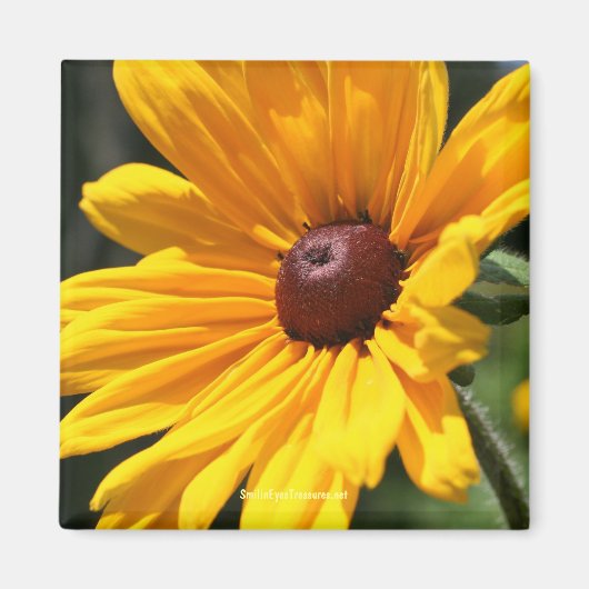 Aimant Black Eyed Susan Flower Photonet (Devant)