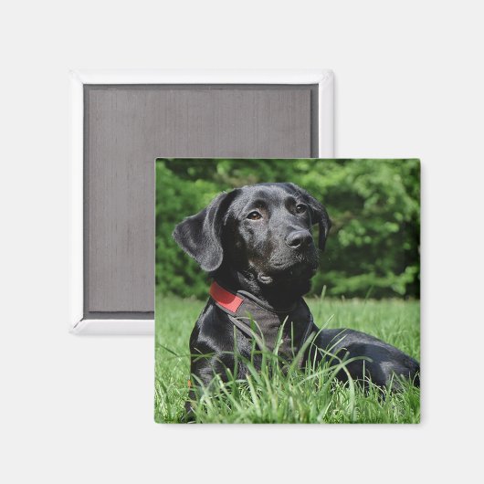 Aimant Black Labrador (Recto/Verso)