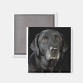 Aimant Black Labrador (Recto/Verso)