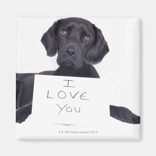 Aimant Black Labrador 13 mois (Devant)