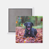 Aimant Black Labrador Dans Les Feuilles Automnes (Recto/Verso)