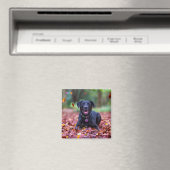Aimant Black Labrador Dans Les Feuilles Automnes (In Situ (Lave-vaisselle))