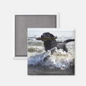 Aimant Black Labrador qui traverse le surf, (Recto/Verso)