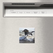 Aimant Black Labrador qui traverse le surf, (In Situ (Lave-vaisselle))