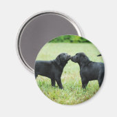 Aimant Black Labrador Retriever (Recto/Verso)