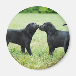 Aimant Black Labrador Retriever