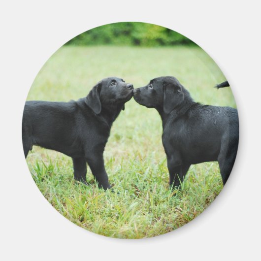 Aimant Black Labrador Retriever (Devant)