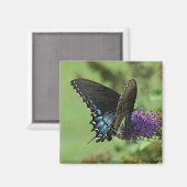 Aimant Black Swallowtail 9.05-1 (Recto/Verso)