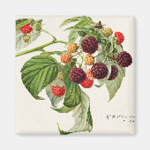 Aimant Blackberry (Devant)