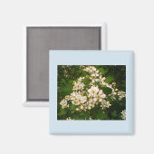 Aimant Blackberry Bloom (Recto/Verso)