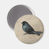 Aimant Blackbird de Brewer (Recto/Verso)