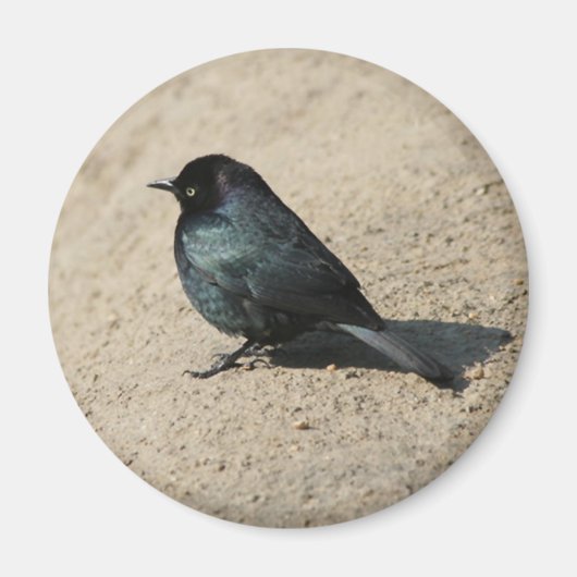 Aimant Blackbird de Brewer (Devant)