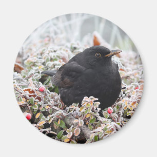 Aimant Blackbird d'hiver