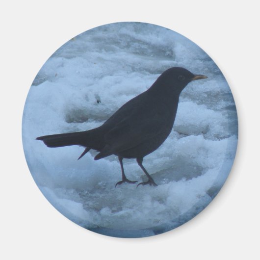 Aimant Blackbird sur l'aimant de glace (Devant)