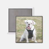 Aimant blanc Bulldog (Recto/Verso)