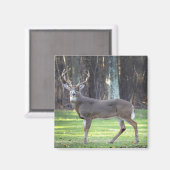 Aimant blanc cerf 2 pouces (Recto/Verso)