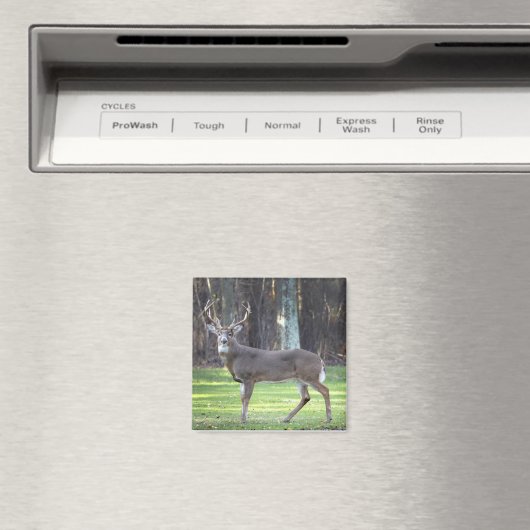 Aimant blanc cerf 2 pouces (In Situ (Lave-vaisselle))