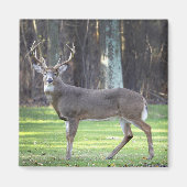 Aimant blanc cerf 2 pouces (Devant)