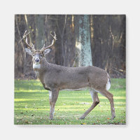Aimant blanc cerf 2 pouces