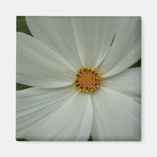 Aimant Blanc Cosmos Fleur sauvage d'été Floral