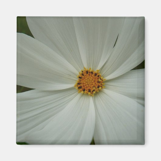 Aimant Blanc Cosmos Fleur sauvage d'été Floral (Devant)