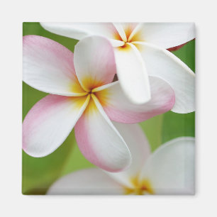 Aimant Blanc customisé par fleur d'Hawaï de Frangipani 