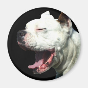 Aimant blanc de sourire de chien de boxeur