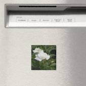 Aimant Blanc et délicat... (In Situ (Lave-vaisselle))
