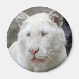 Aimant blanc rare de tigre