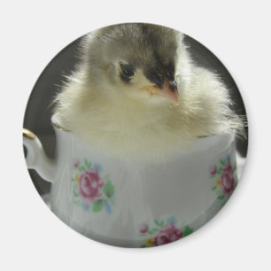 Aimant Bleu Cochin Chick dans Teup