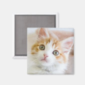 Aimant Bleu doux Kitty Eyed (Recto/Verso)