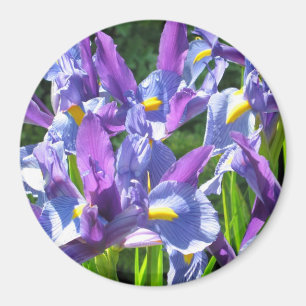 Aimant Bleu et pourpre irise l'aimant