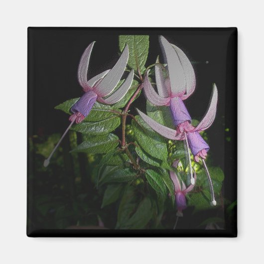Aimant bleu Fushia (Devant)