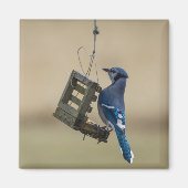 Aimant Bleu Jay (Devant)