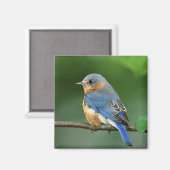 Aimant Bleuet de l'Est femelle, Sialia sialis (Recto/Verso)