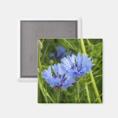 Aimant bleuet des champs (Recto/Verso)