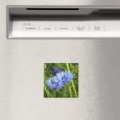 Aimant bleuet des champs (In Situ (Lave-vaisselle))