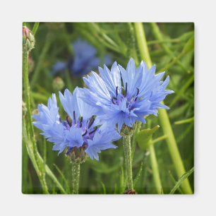Aimant bleuet des champs